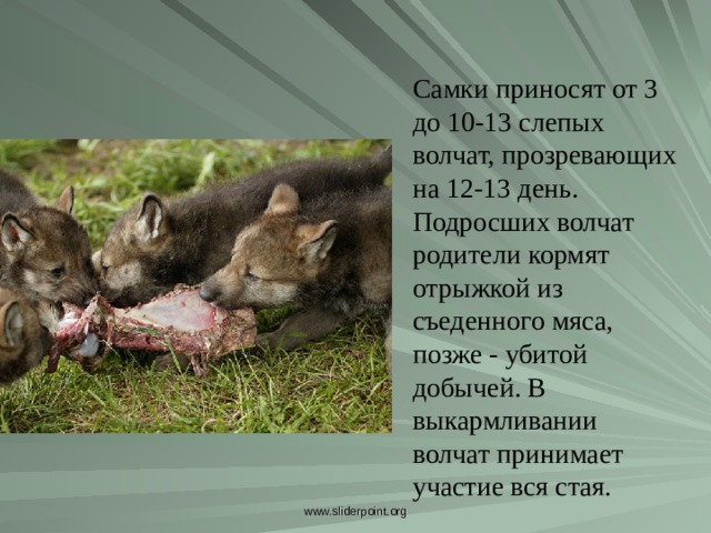 Самки приносят от 3 до 10-13 слепых волчат, прозревающих на 12-13 день. Подросших волчат родители кормят отрыжкой из съеденного мяса, позже - убитой добычей. В выкармливании волчат принимает участие вся стая. Самки приносят от 3 до 10-13 слепых волчат, прозревающих на 12-13 день. Подросших волчат родители кормят отрыжкой из съеденного мяса, позже - убитой добычей. В выкармливании волчат принимает участие вся стая. www.sliderpoint.org  