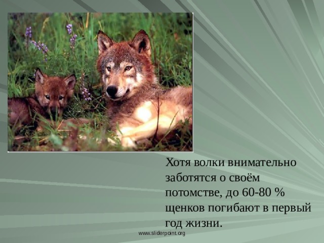 Хотя волки внимательно заботятся о своём потомстве, до 60-80 % щенков погибают в первый год жизни. Хотя волки внимательно заботятся о своём потомстве, до 60-80 % щенков погибают в первый год жизни. www.sliderpoint.org  