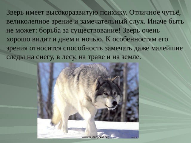Зверь имеет высокоразвитую психику. Отличное чутьё, великолепное зрение и замечательный слух. Иначе быть не может: борьба за существование! Зверь очень хорошо видит и днем и ночью. К особенностям его зрения относится способность замечать даже малейшие следы на снегу, в лесу, на траве и на земле. Зверь имеет высокоразвитую психику. Отличное чутьё, великолепное зрение и замечательный слух. Иначе быть не может: борьба за существование! Зверь очень хорошо видит и днем и ночью. К особенностям его зрения относится способность замечать даже малейшие следы на снегу, в лесу, на траве и на земле. www.sliderpoint.org  