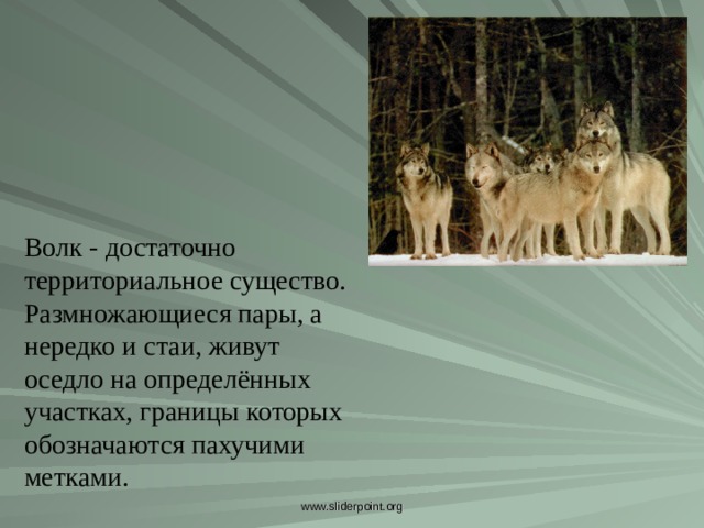 Волк - достаточно территориальное существо. Размножающиеся пары, а нередко и стаи, живут оседло на определённых участках, границы которых обозначаются пахучими метками. Волк - достаточно территориальное существо. Размножающиеся пары, а нередко и стаи, живут оседло на определённых участках, границы которых обозначаются пахучими метками. www.sliderpoint.org  