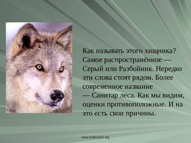 Как называть этого хищника? Самое распространённое — Серый или Разбойник. Нередко эти слова стоят рядом. Более современное название — Санитар леса. Как мы видим, оценки противоположные. И на это есть свои причины. Как называть этого хищника? Самое распространённое — Серый или Разбойник. Нередко эти слова стоят рядом. Более современное название — Санитар леса. Как мы видим, оценки противоположные. И на это есть свои причины. www.sliderpoint.org  