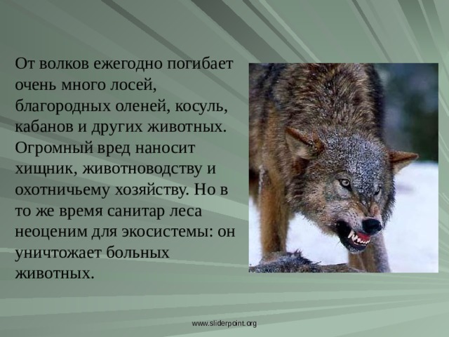 От волков ежегодно погибает очень много лосей, благородных оленей, косуль, кабанов и других животных. Огромный вред наносит хищник, животноводству и охотничьему хозяйству. Но в то же время санитар леса неоценим для экосистемы: он уничтожает больных животных. От волков ежегодно погибает очень много лосей, благородных оленей, косуль, кабанов и других животных. Огромный вред наносит хищник, животноводству и охотничьему хозяйству. Но в то же время санитар леса неоценим для экосистемы: он уничтожает больных животных. www.sliderpoint.org  