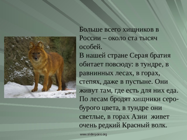 Больше всего хищников в России – около ста тысяч особей. В нашей стране Серая братия обитает повсюду: в тундре, в равнинных лесах, в горах, степях, даже в пустыне. Они живут там, где есть для них еда. По лесам бродят хищники серо-бурого цвета, в тундре они светлые, в горах Азии  живет очень редкий Красный волк. Больше всего хищников в России – около ста тысяч особей. В нашей стране Серая братия обитает повсюду: в тундре, в равнинных лесах, в горах, степях, даже в пустыне. Они живут там, где есть для них еда. По лесам бродят хищники серо-бурого цвета, в тундре они светлые, в горах Азии  живет очень редкий Красный волк. www.sliderpoint.org  