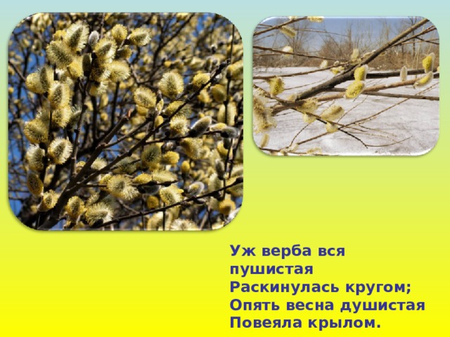 Уж верба вся пушистая Раскинулась кругом; Опять весна душистая Повеяла крылом. 