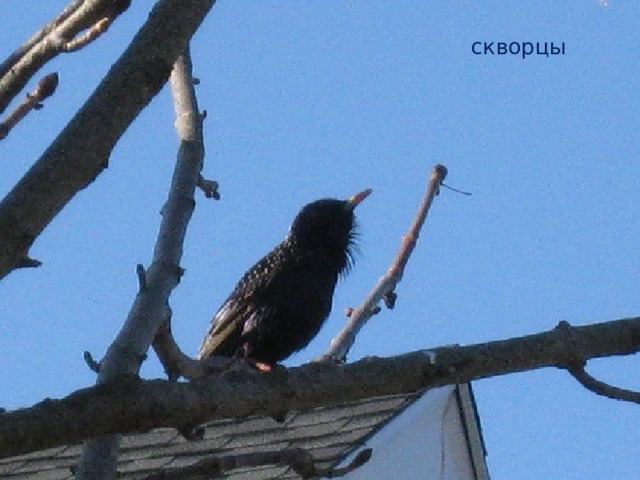 скворцы 