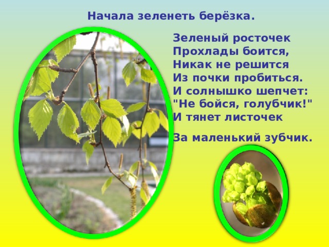  Начала зеленеть берёзка. Зеленый росточек  Прохлады боится,  Никак не решится  Из почки пробиться.  И солнышко шепчет:  
