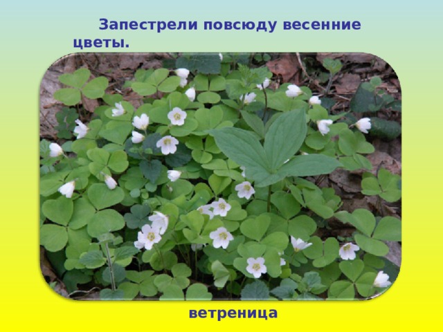  Запестрели повсюду весенние цветы. ветреница 