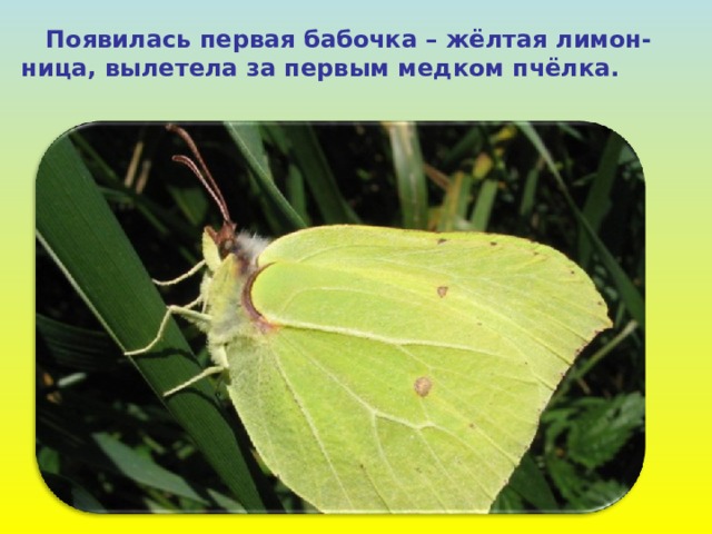  Появилась первая бабочка – жёлтая лимон-ница, вылетела за первым медком пчёлка. 