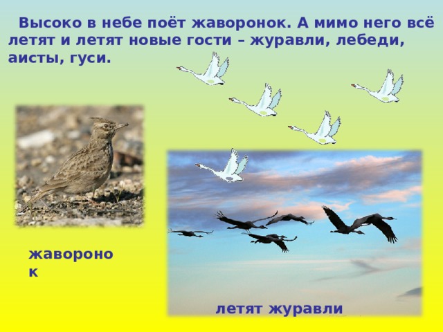  Высоко в небе поёт жаворонок. А мимо него всё летят и летят новые гости – журавли, лебеди, аисты, гуси. жаворонок летят журавли 