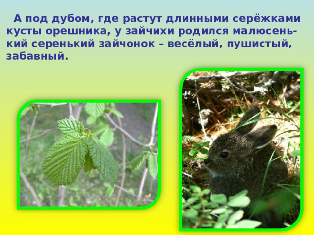  А под дубом, где растут длинными серёжками кусты орешника, у зайчихи родился малюсень- кий серенький зайчонок – весёлый, пушистый, забавный. 