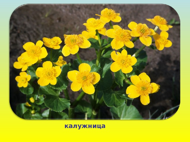 калужница 
