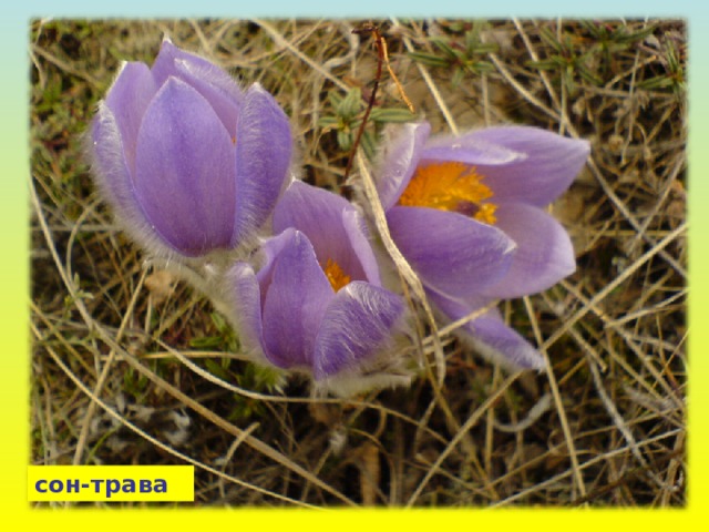 сон-трава 