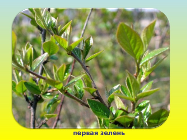 первая зелень 