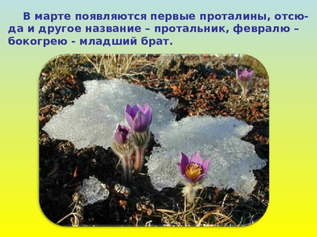  В марте появляются первые проталины, отсю- да и другое название – протальник, февралю – бокогрею - младший брат. 