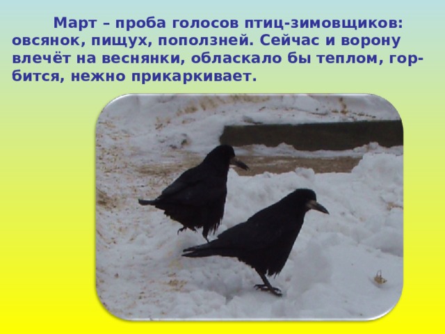  Март – проба голосов птиц-зимовщиков: овсянок, пищух, поползней. Сейчас и ворону влечёт на веснянки, обласкало бы теплом, гор- бится, нежно прикаркивает. 