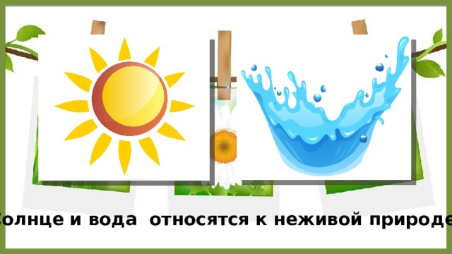 Солнце и вода относятся к неживой природе. 