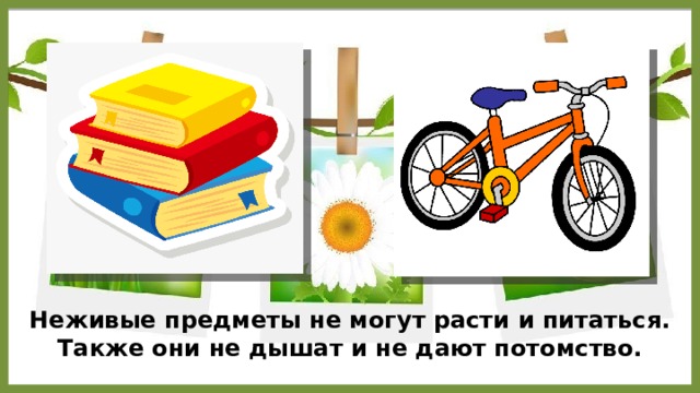 Неживые предметы не могут расти и питаться. Также они не дышат и не дают потомство. 