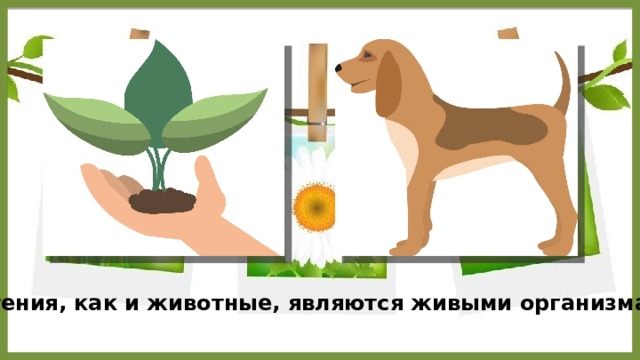 Растения, как и животные, являются живыми организмами. 