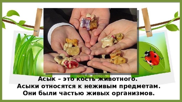Асык – это кость животного. Асыки относятся к неживым предметам. Они были частью живых организмов. 