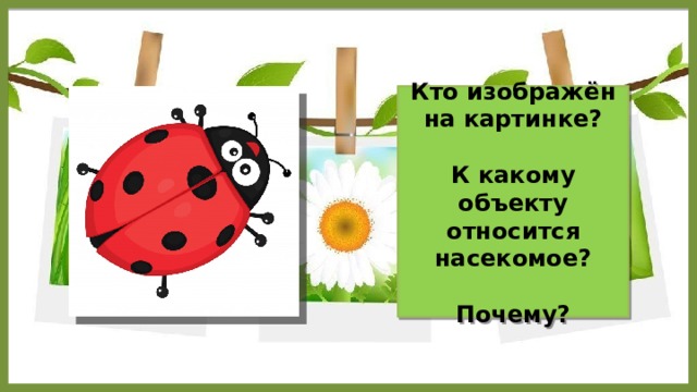Кто изображён на картинке?  К какому объекту относится насекомое?  Почему? 