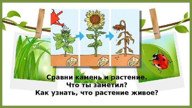 Сравни камень и растение. Что ты заметил? Как узнать, что растение живое? 