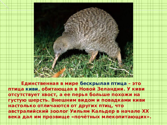  Единственная в мире бескрылая птица – это птица киви , обитающая в Новой Зеландии. У киви отсутствует хвост, а ее перья больше похожи на густую шерсть. Внешним видом и повадками киви настолько отличаются от других птиц, что австралийский зоолог Уильям Кальдер в начале ХХ века дал им прозвище «почётных млекопитающих».   