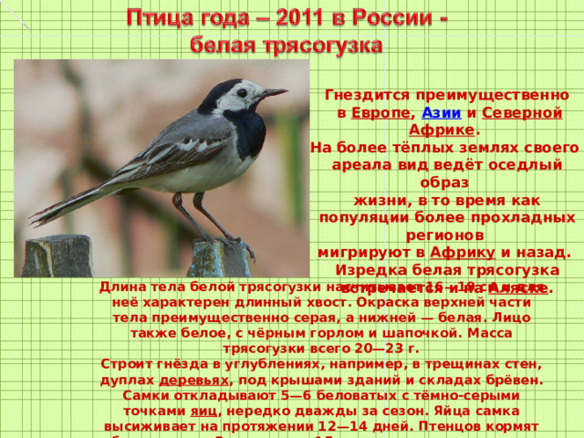 Гнездится преимущественно  в Европе , Азии и Северной Африке .  На более тёплых землях своего  ареала вид ведёт оседлый образ  жизни, в то время как популяции более прохладных регионов  мигрируют в Африку и назад. Изредка белая трясогузка встречается и на Аляске .  Длина тела белой трясогузки насчитывает 16—19 см и для неё характерен длинный хвост. Окраска верхней части тела преимущественно серая, а нижней — белая. Лицо также белое, с чёрным горлом и шапочкой. Масса трясогузки всего 20—23 г. Строит гнёзда в углублениях, например, в трещинах стен, дуплах деревьях , под крышами зданий и складах брёвен. Самки откладывают 5—6 беловатых с тёмно-серыми точками яиц , нередко дважды за сезон. Яйца самка высиживает на протяжении 12—14 дней. Птенцов кормят оба родителя. За примерно 15 суток после вылупления, у птенцов появляется оперение . 