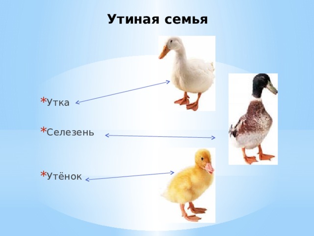 Утиная семья   Утка Селезень Утёнок 
