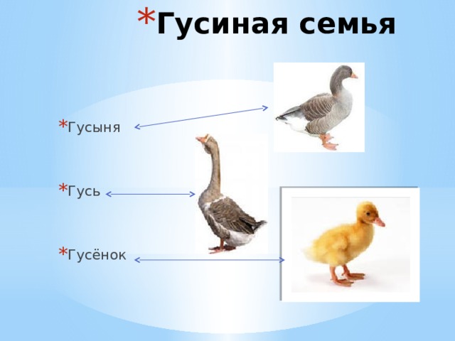 Гусиная семья Гусыня Гусь Гусёнок 