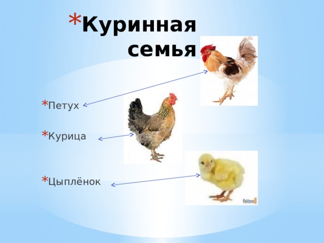 Куринная семья Петух Курица Цыплёнок 