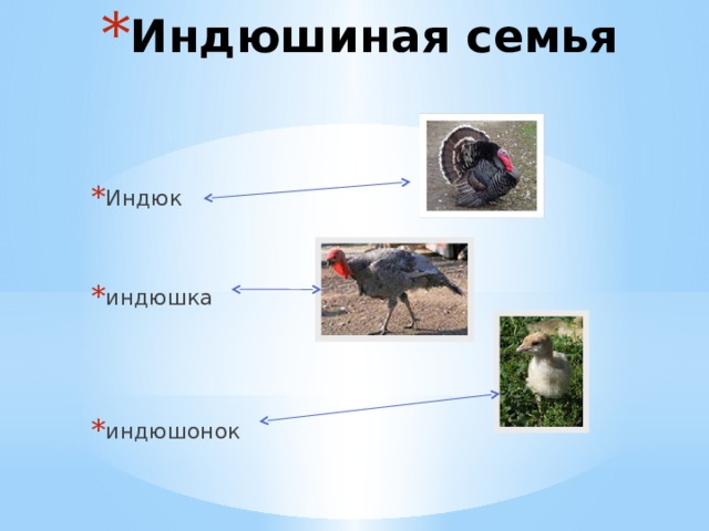 Индюшиная семья Индюк индюшка индюшонок 