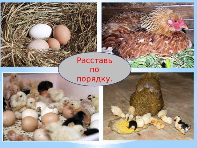 Расставь по порядку. 