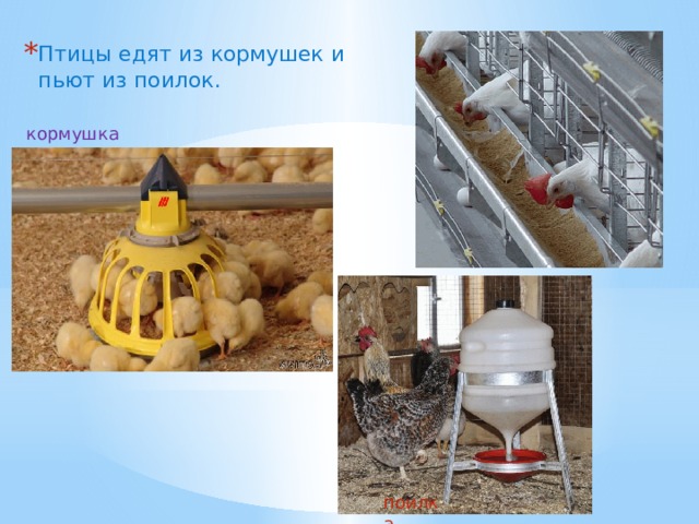 Птицы едят из кормушек и пьют из поилок. кормушка поилка 