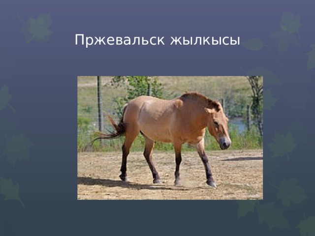 Пржевальск жылкысы 