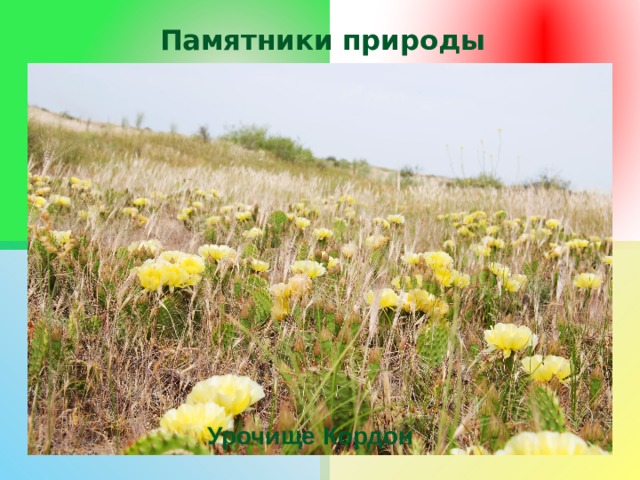 Памятники природы Это уникальные природные объекты, имеющие научное, культурное или рекреационное значение. В России насчитывается несколько тысяч памятников природы, из них 39 памятников федерального значения общей площадью около 28 тыс. га. Урочище Кордон 
