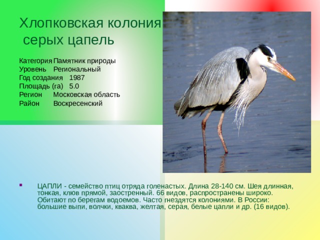 Хлопковская колония  серых цапель Категория  Памятник природы Уровень  Региональный Год создания  1987 Площадь (га)  5.0 Регион  Московская область Район  Воскресенский ЦАПЛИ - семейство птиц отряда голенастых. Длина 28-140 см. Шея длинная, тонкая, клюв прямой, заостренный. 66 видов, распространены широко. Обитают по берегам водоемов. Часто гнездятся колониями. В России: большие выпи, волчки, кваква, желтая, серая, белые цапли и др. (16 видов). 