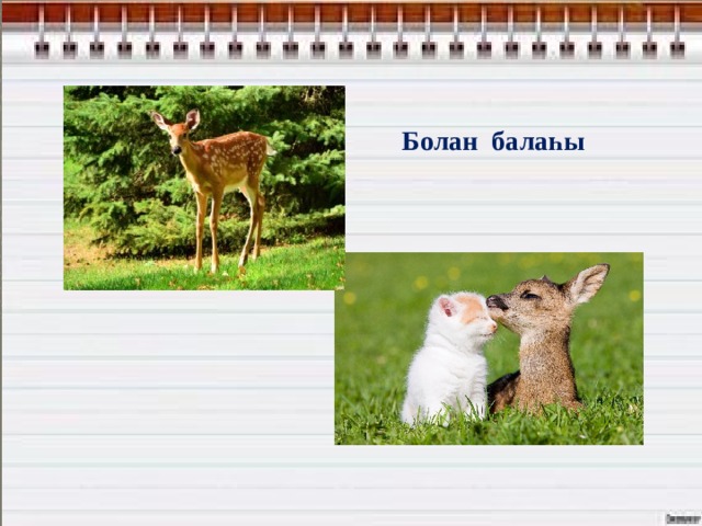                                   Болан балаһы 