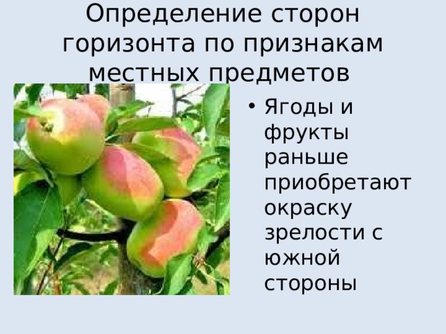 Определение сторон горизонта по признакам местных предметов Ягоды и фрукты раньше приобретают окраску зрелости с южной стороны 