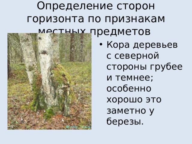 Определение сторон горизонта по признакам местных предметов Кора деревьев с северной стороны грубее и темнее; особенно хорошо это заметно у березы. 
