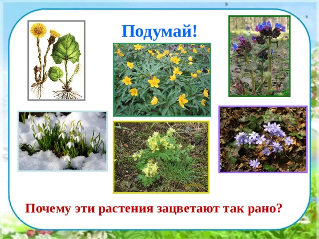 Подумай!  Почему эти растения зацветают так рано? 