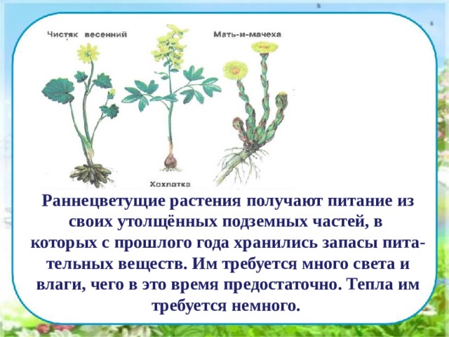 Раннецветущие растения получают питание из своих утолщённых подземных частей, в которых с прошлого года хранились запасы пита- тельных веществ. Им требуется много света и влаги, чего в это время предостаточно. Тепла им требуется немного. 