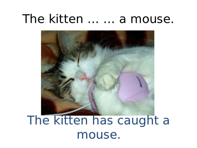The kitten … … a mouse. The kitten has caught a mouse. 