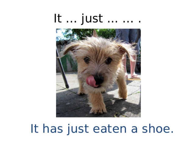 It … just ... … . It has just eaten a shoe. 