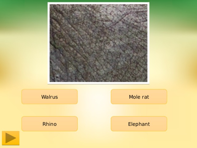 Walrus Mole rat Rhino Elephant 