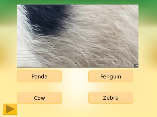 Panda Penguin Zebra Cow 