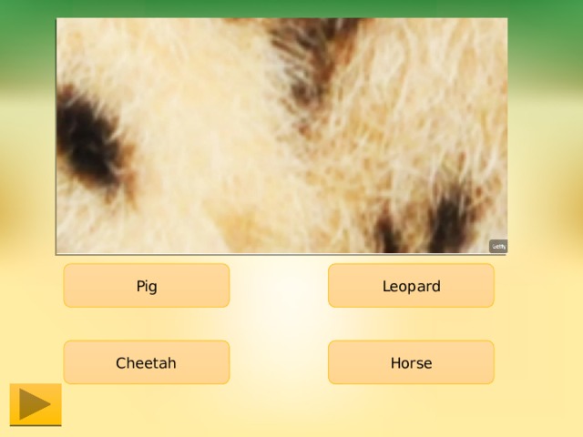 Pig Leopard Horse Cheetah 