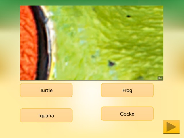 Turtle Frog Gecko Iguana 