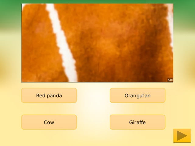 Red panda Orangutan Cow Giraffe 