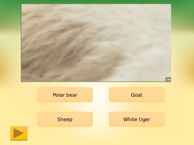 Polar bear Goat White tiger Sheep 