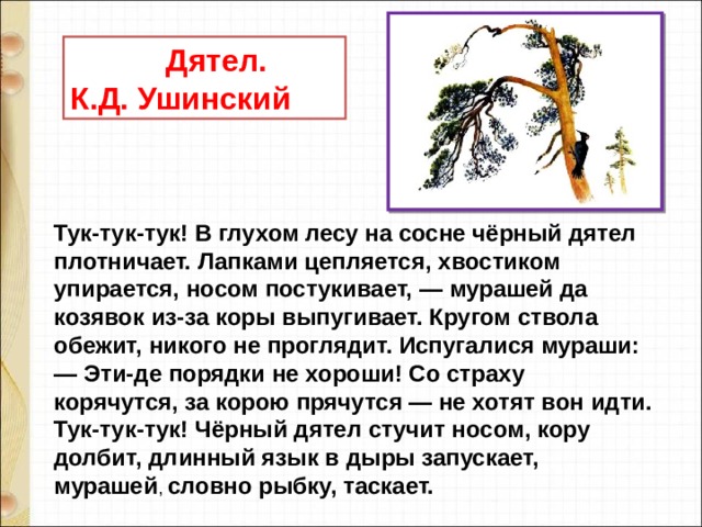  Дятел. К.Д. Ушинский Тук-тук-тук! В глухом лесу на сосне чёрный дятел плотничает. Лапками цепляется, хвостиком упирается, носом постукивает, — мурашей да козявок из-за коры выпугивает. Кругом ствола обежит, никого не проглядит. Испугалися мураши:  — Эти-де порядки не хороши! Со страху корячутся, за корою прячутся — не хотят вон идти. Тук-тук-тук! Чёрный дятел стучит носом, кору долбит, длинный язык в дыры запускает, мурашей , словно рыбку, таскает. 
